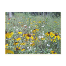 Wildflowers On The Prairie - Postcard
