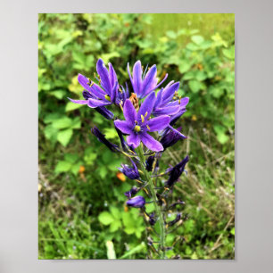 Wildflowers on the Trail, Oregon Poster