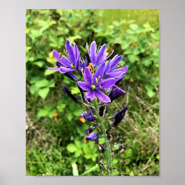 Wildflowers on the Trail, Oregon Poster (Front)