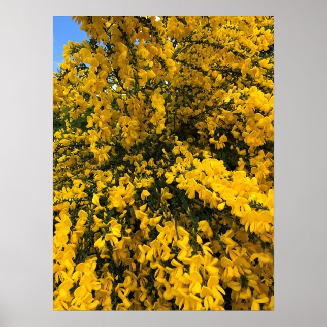 Wildflowers on the Trail, Oregon Poster (Front)