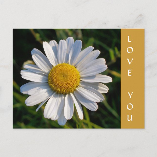 WILDFLOWERS POSTCARD (Front)