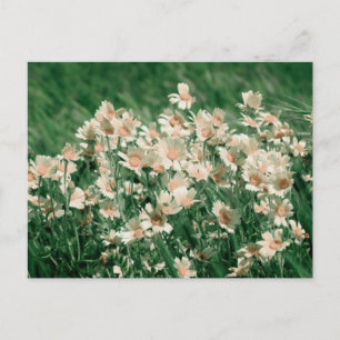 Wildflowers Postcard