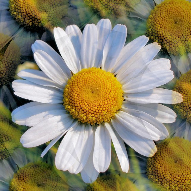 WILDFLOWERS POSTCARD (Creator Uploaded)