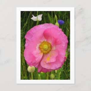Wildflowers Postcard