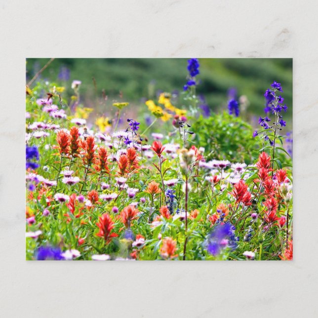 Wildflowers Postcard (Front)