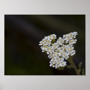 WIldflowers Poster