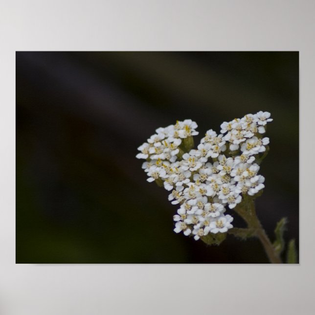 WIldflowers Poster (Front)