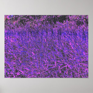WILDFLOWERS POSTER