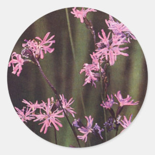 Wildflowers: Ragged Robin Classic Round Sticker