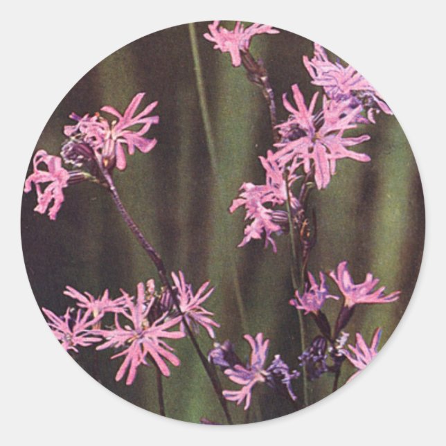 Wildflowers: Ragged Robin Classic Round Sticker (Front)