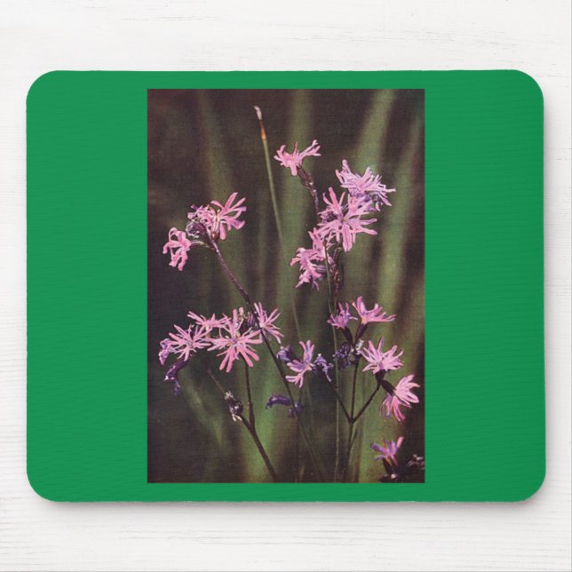 Wildflowers: Ragged Robin Mouse Mat (Front)
