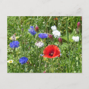 Wildflowers: Red White Blue DIY Postcard