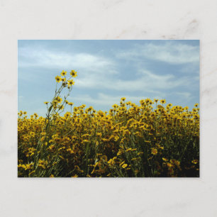 Wildflowers Sunflower Postcard