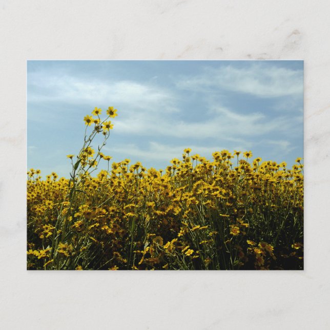 Wildflowers Sunflower Postcard (Front)