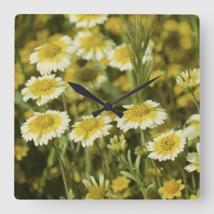 Wildflowers Yellow and White Square Wall Clock