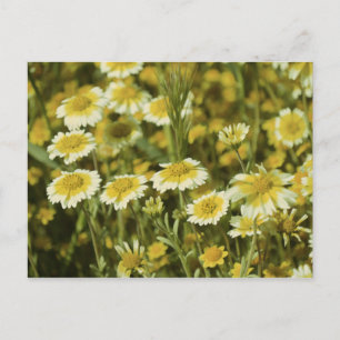 Wildflowers Yellow and White Sunflowers Postcard