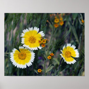 Wildflowers Yellow and White Sunflowers Poster