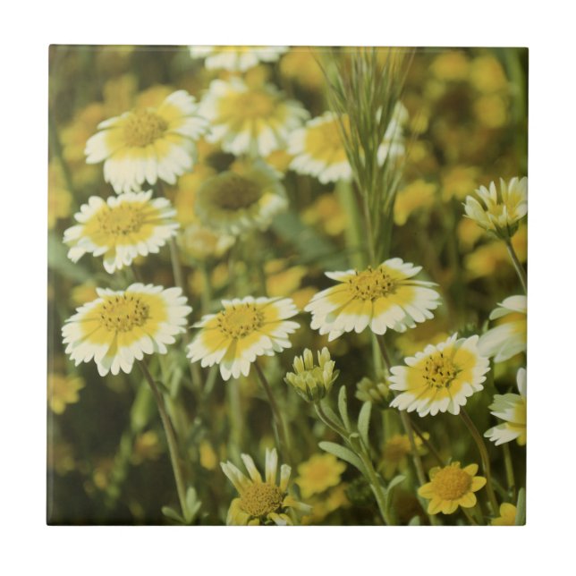 Wildflowers Yellow and White Sunflowers Tile (Front)