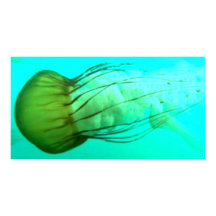 Wildlife 114 Sea Nettle poster