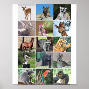 Wildlife 15 Animals Pictured in the Wild Poster