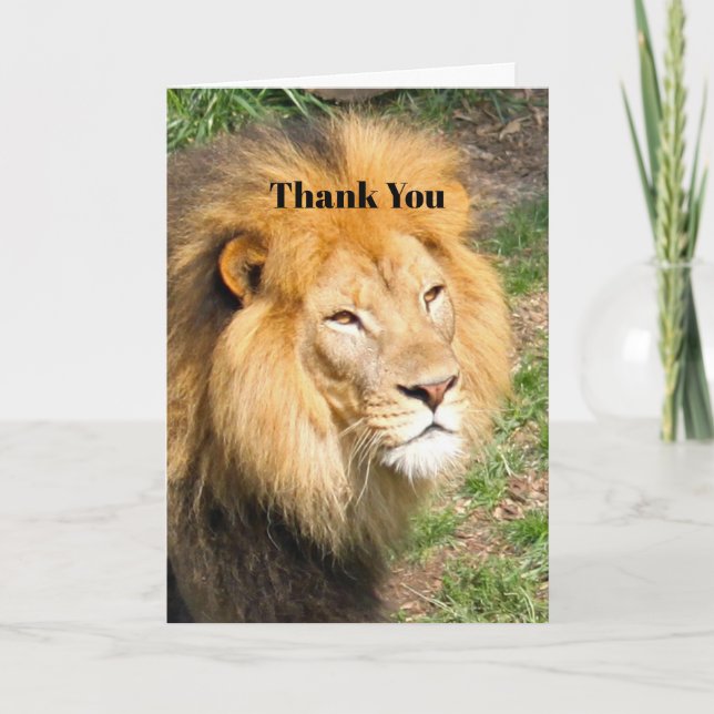 Wildlife African Lion Face Photo Thank You Card (Front)