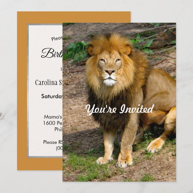 Wildlife African Lion Sitting Photo Birthday Invitation (Front/Back)