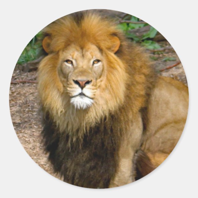Wildlife African Lion Sitting Photo Classic Round Sticker (Front)
