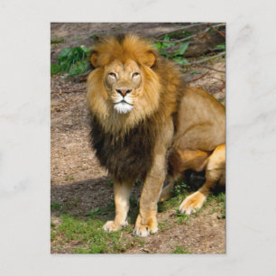 Wildlife African Lion Sitting Photo Postcard