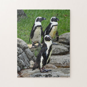 Wildlife African Penguin Photo Jigsaw Puzzle