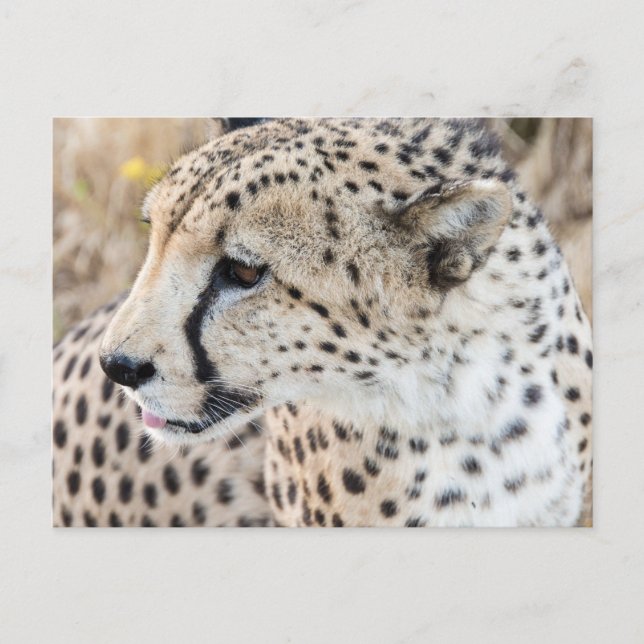 Wildlife Animal Cheetah Face Postcard (Front)