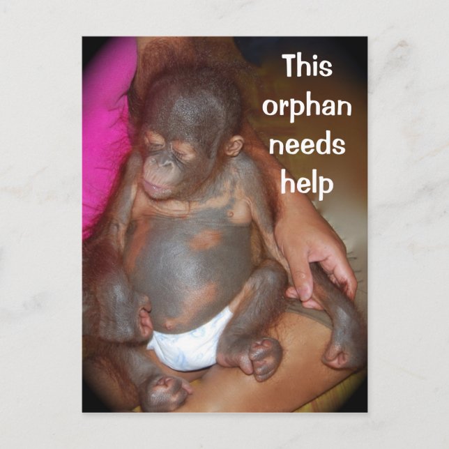 Wildlife Baby orphan - cute baby in Borneo Postcard (Front)