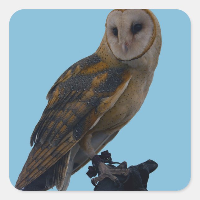 Wildlife Barn Owl Photo Square Sticker (Front)