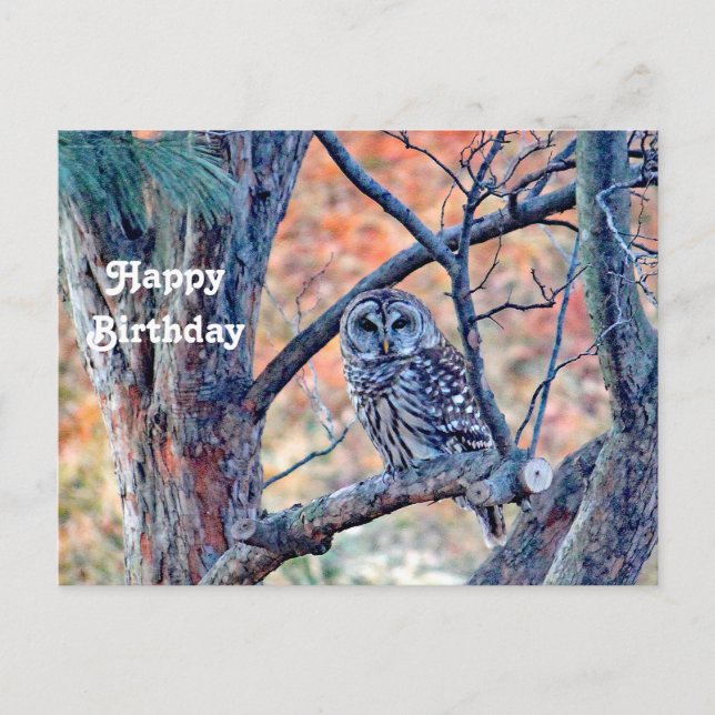 Wildlife Barred Owl Tree Photo Birthday Postcard (Front)