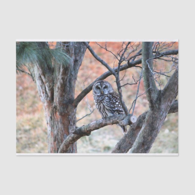 Wildlife Barred Owl Tree Photo Tissue Paper (Front)