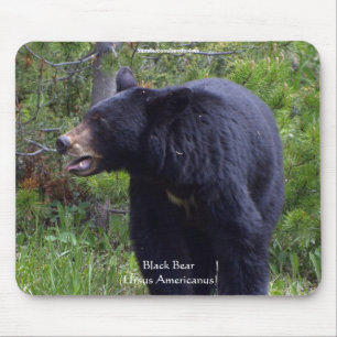 Wildlife Bears Animal-lovers Design Mouse Mat