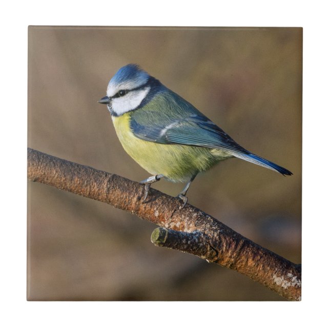 Wildlife beautiful bluetit bird tile (Front)