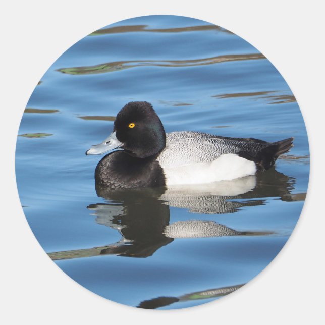 Wildlife Black and White Duck Scaup Photo Classic Round Sticker (Front)