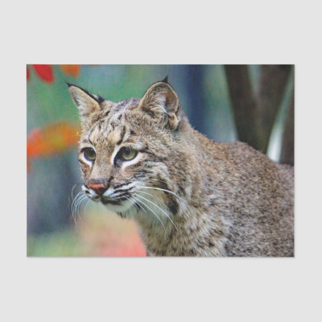 Wildlife Bobcat Photo Tissue Paper (Front)