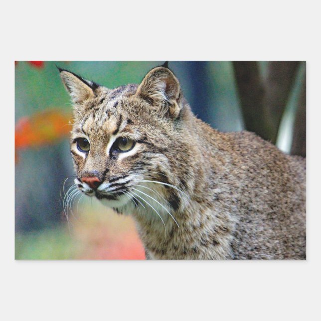 Wildlife Bobcat Photo Wrapping Paper Sheet (Front)