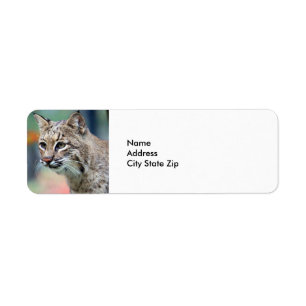 Wildlife Brown Bobcat Lynx