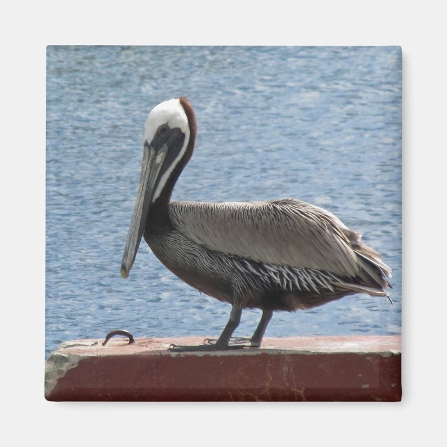 Wildlife Brown Pelican Water Photo Magnet (Front)