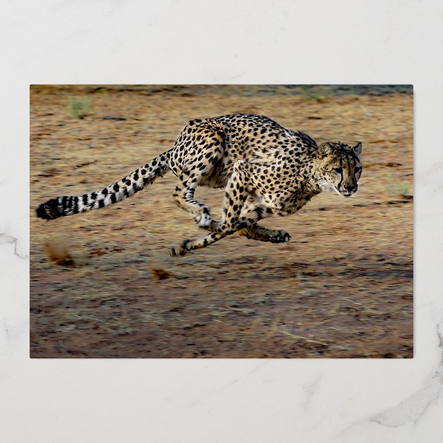 Wildlife Brown Running Cheetah Birthday Gold (Back)