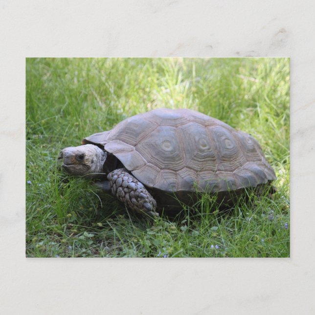 Wildlife Brown Tortoise Photo Postcard (Front)