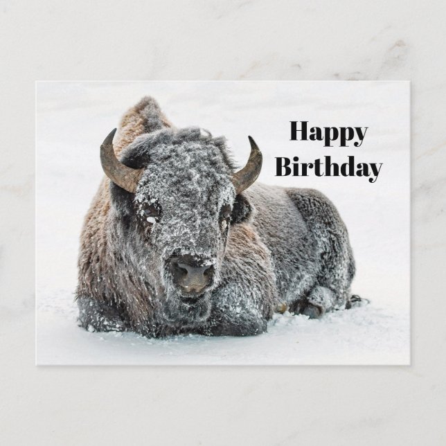 Wildlife Buffalo Snow Photo Birthday Postcard (Front)
