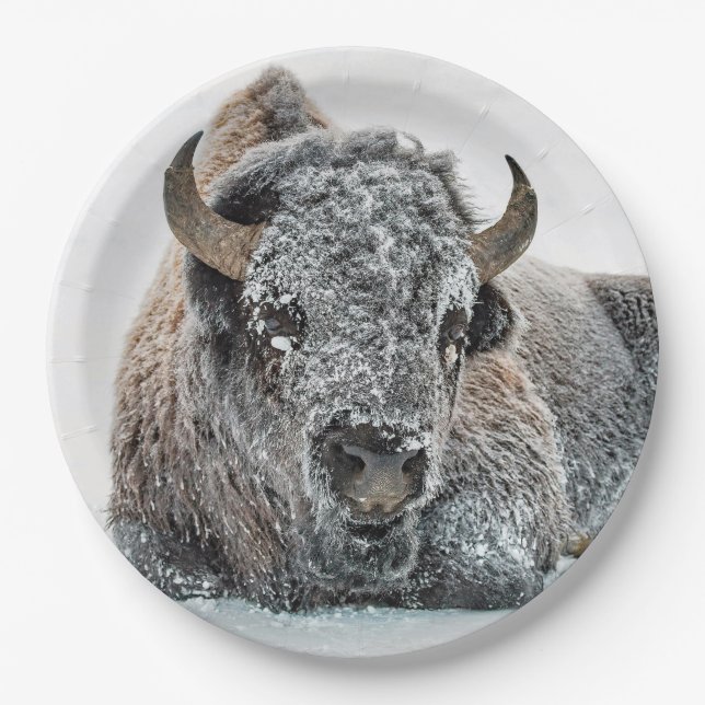 Wildlife Buffalo Snow Photo Paper Plate (Front)