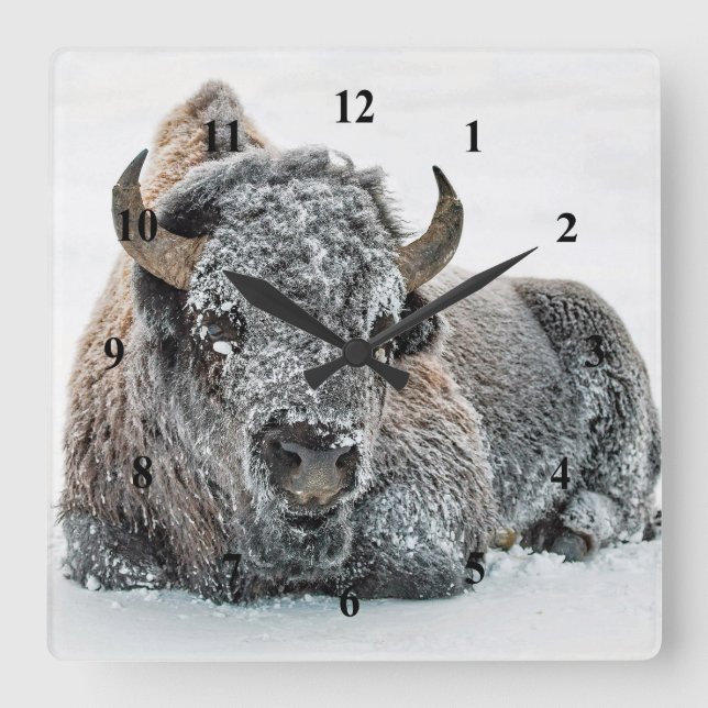 Wildlife Buffalo Snow Photo Square Wall Clock (Front)