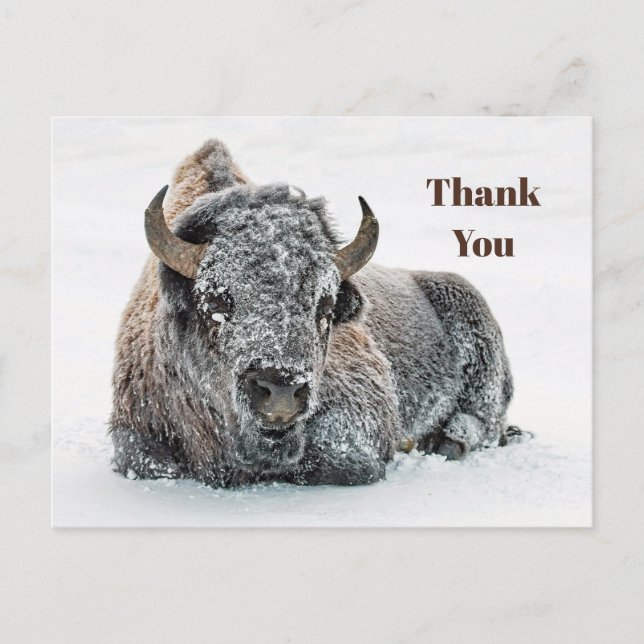 Wildlife Buffalo Snow Photo Thank You Postcard (Front)