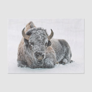 Wildlife Buffalo Snow Photo Tissue Paper