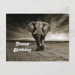 Wildlife Bull Elephant Photo Birthday Postcard