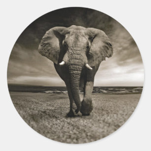 Wildlife Bull Elephant Photo Classic Round Sticker